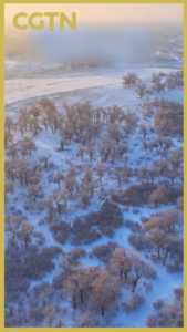 Snowfall_Transforms_Inner_Mongolia_s_Sacred_Poplars_into_Winter_Wonderland video poster