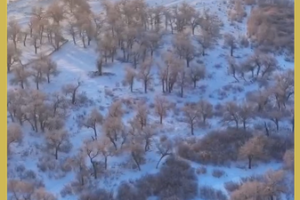Snowfall_Transforms_Inner_Mongolia_s_Sacred_Poplars_into_Winter_Wonderland video poster