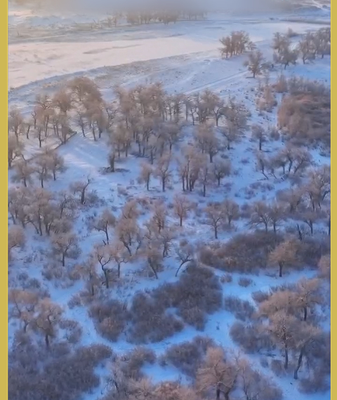 Snowfall_Transforms_Inner_Mongolia_s_Sacred_Poplars_into_Winter_Wonderland video poster