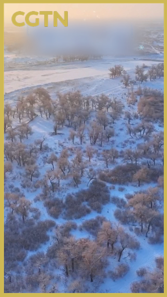 Snowfall_Transforms_Inner_Mongolia_s_Sacred_Poplars_into_Winter_Wonderland video poster