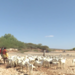 Somalia_s_Rural_Water_Crisis_Worsens_Amid_Prolonged_Drought_poster - Khabar Asia Somalia_s_Rural_Water_Crisis_Worsens_Amid_Prolonged_Drought video poster