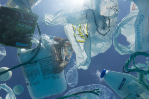 Sydney_s_Microplastic_Crisis__Pollution_Triples_in_3_Years__Report_Warns