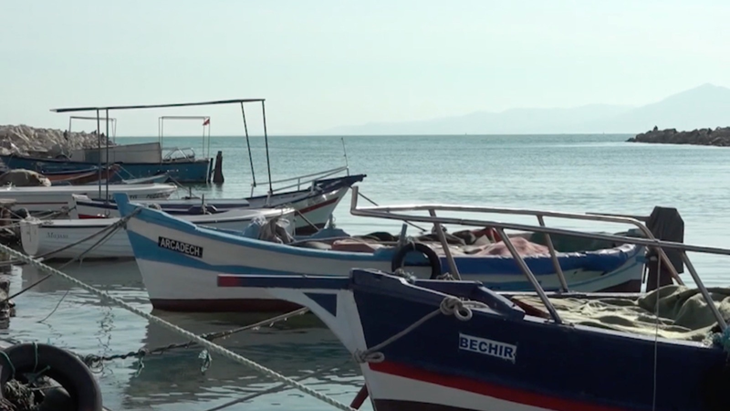 Tunisia_s_Great_White_Sharks_Face_Extinction_Amid_Illegal_Fishing_Crisis video poster