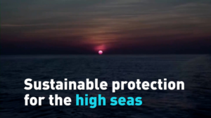 UN_High_Seas_Treaty_Takes_Effect__Protecting_Global_Oceans video poster
