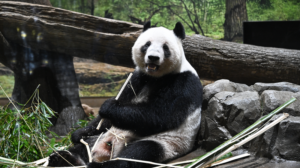 Ueno_Zoo_s_Twin_Pandas_Bid_Farewell_Ahead_of_China_Return