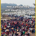 Viral_Pig_Slaughter_Plea_Unites_China_in_Cultural_Feast video poster