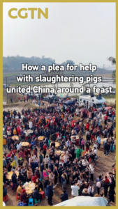 Viral_Pig_Slaughter_Plea_Unites_China_in_Cultural_Feast video poster