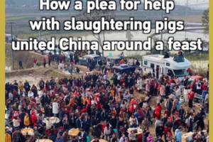 Viral_Pig_Slaughter_Plea_Unites_China_in_Cultural_Feast video poster
