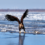 White_Tailed_Eagles_Thrive_in_Liaoning_s_Winter_Wilderness video poster