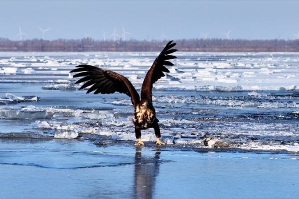 White_Tailed_Eagles_Thrive_in_Liaoning_s_Winter_Wilderness video poster