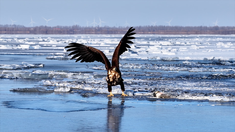 White_Tailed_Eagles_Thrive_in_Liaoning_s_Winter_Wilderness video poster