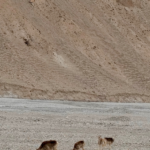 Wild_Argali_Sheep_Dazzle_on_Xinjiang_s_Pamir_Plateau - Khabar Asia Wild_Argali_Sheep_Dazzle_on_Xinjiang_s_Pamir_Plateau