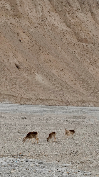 Wild_Argali_Sheep_Dazzle_on_Xinjiang_s_Pamir_Plateau