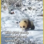 Wild_Panda_Duo_Spotted_in_Snowy_Sichuan_Reserve video poster
