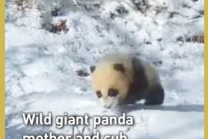 Wild_Panda_Duo_Spotted_in_Snowy_Sichuan_Reserve video poster