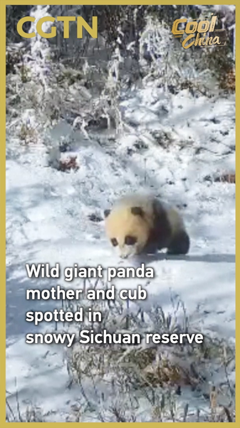 Wild_Panda_Duo_Spotted_in_Snowy_Sichuan_Reserve video poster