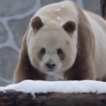 World_s_Only_Brown_Giant_Panda_Delights_in_Snowy_Play_at_Qinling_Center video poster