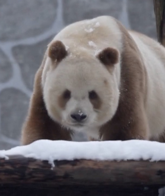 World_s_Only_Brown_Giant_Panda_Delights_in_Snowy_Play_at_Qinling_Center video poster