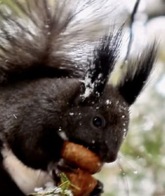 Xiao_Han_Ushers_in_Year_s_Coldest_Days_Across_Asia video poster