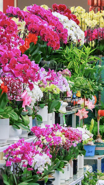 Xinjiang_Flower_Market_Blooms_with_Spring_Festival_Demand video poster