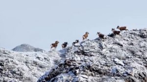 Xinjiang_s_Argali_Thrive_as_Gobi_Conservation_Efforts_Bear_Fruit_in_2026 video poster