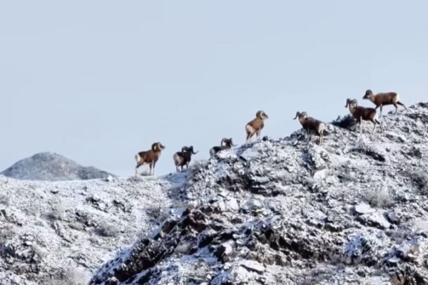 Xinjiang_s_Argali_Thrive_as_Gobi_Conservation_Efforts_Bear_Fruit_in_2026 video poster