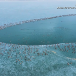 Xinjiang_s_Frozen_Lake_Hosts_Thousands_of_Wintering_Migratory_Birds video poster