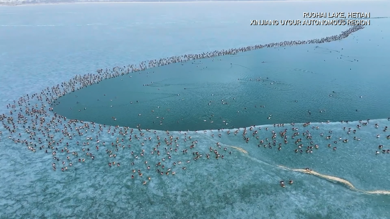 Xinjiang_s_Frozen_Lake_Hosts_Thousands_of_Wintering_Migratory_Birds video poster