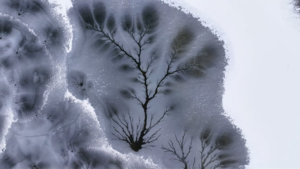 Xinjiang_s_Ice_Trees__A_Winter_Wonderland_Carved_by_Nature video poster