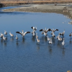 Xinjiang_s_Winter_Wetlands_Host_Over_30_000_Migratory_Birds_poster - Khabar Asia Xinjiang_s_Winter_Wetlands_Host_Over_30_000_Migratory_Birds video poster