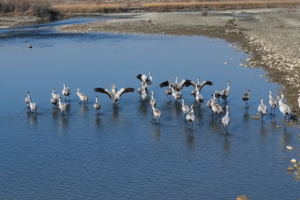 Xinjiang_s_Winter_Wetlands_Host_Over_30_000_Migratory_Birds video poster