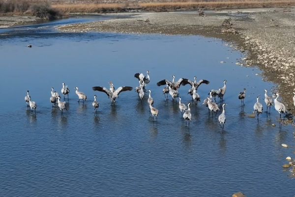 Xinjiang_s_Winter_Wetlands_Host_Over_30_000_Migratory_Birds video poster