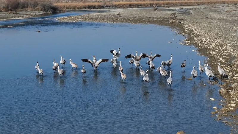 Xinjiang_s_Winter_Wetlands_Host_Over_30_000_Migratory_Birds video poster