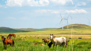 Prairie Winds Power China’s Green Computing Revolution