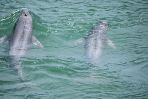 Yangtze_Finless_Porpoise_Population_Rebounds_Amid_Decade_Long_Fishing_Ban