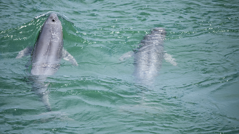 Yangtze_Finless_Porpoise_Population_Rebounds_Amid_Decade_Long_Fishing_Ban