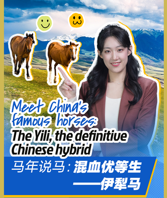 Yili_Horses__Xinjiang_s_Hybrid_Heritage_Gallops_into_2026 video poster
