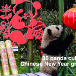 30_Panda_Cubs_Celebrate_Lunar_New_Year_with_Conservation_Milestone_poster - Khabar Asia 30_Panda_Cubs_Celebrate_Lunar_New_Year_with_Conservation_Milestone video poster