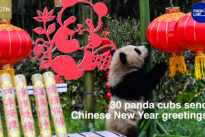 30_Panda_Cubs_Celebrate_Lunar_New_Year_with_Conservation_Milestone video poster