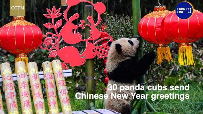 30_Panda_Cubs_Celebrate_Lunar_New_Year_with_Conservation_Milestone video poster