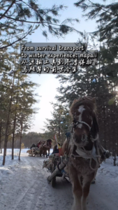 From Survival to Snowscapes: Mohe’s Mapali Sleighs Embrace Tourism in 2026 video poster