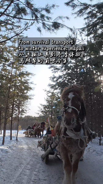 From Survival to Snowscapes: Mohe’s Mapali Sleighs Embrace Tourism in 2026 video poster