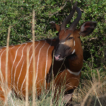 AI_Joins_Kenya_s_Mission_to_Save_the_Critically_Endangered_Mountain_Bongo