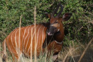 AI_Joins_Kenya_s_Mission_to_Save_the_Critically_Endangered_Mountain_Bongo