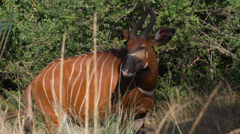 AI_Joins_Kenya_s_Mission_to_Save_the_Critically_Endangered_Mountain_Bongo