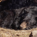 Asiatic_Black_Bears_Thrive_in_Northeast_China_s_Winter_Wilderness_poster - Khabar Asia Asiatic_Black_Bears_Thrive_in_Northeast_China_s_Winter_Wilderness video poster