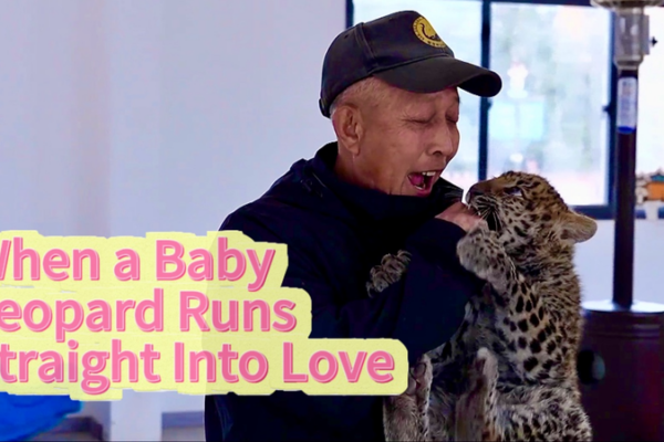 Baby_Leopard_s_Viral_Bond_with_Keeper_Warms_Hearts_Across_Asia video poster