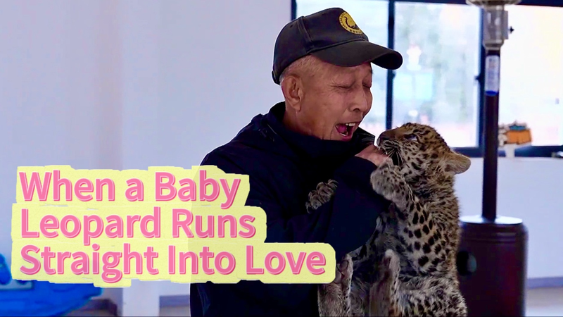 Baby_Leopard_s_Viral_Bond_with_Keeper_Warms_Hearts_Across_Asia_poster - Khabar Asia Baby_Leopard_s_Viral_Bond_with_Keeper_Warms_Hearts_Across_Asia video poster