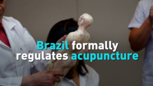 Brazil_Formalizes_Acupuncture_Regulation_Amid_Expanding_China_Health_Ties video poster