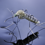 Breakthrough_in_Mosquito_Repellent_Research_Offers_Eco_Friendly_Solutions